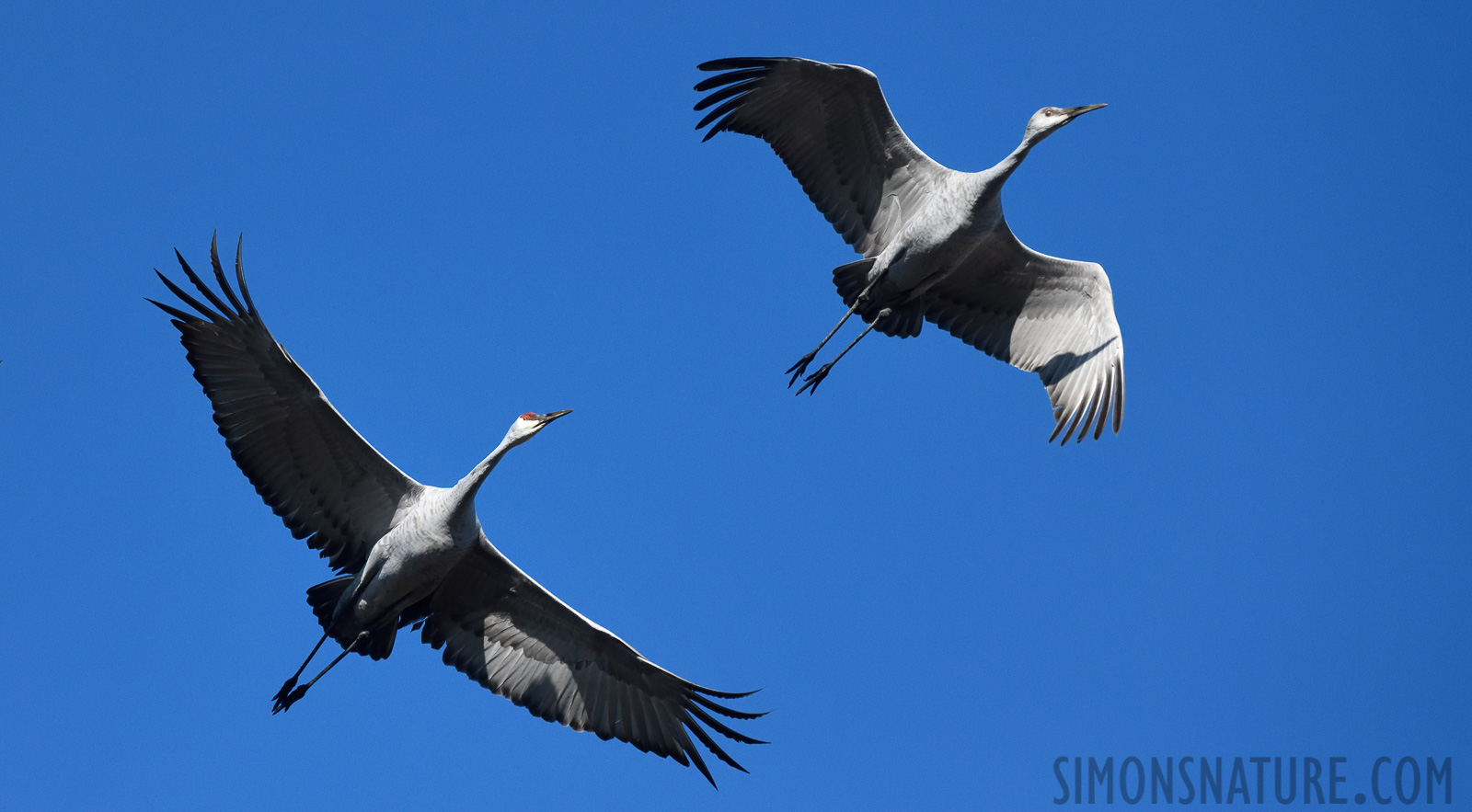 Antigone canadensis tabida [400 mm, 1/5000 Sek. bei f / 8.0, ISO 1600]